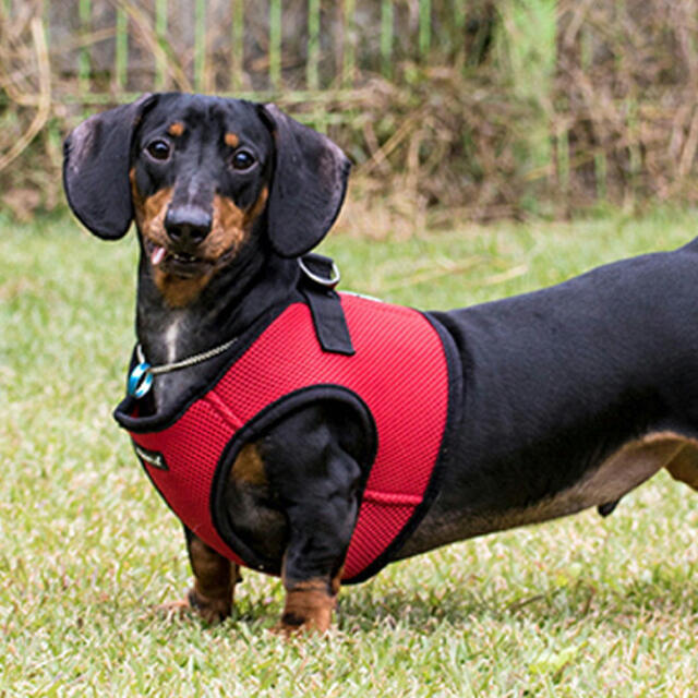 ハーネス　犬　ワイン　レッド　赤 ハンドメイドのペット(リード/首輪)の商品写真