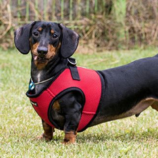 ハーネス　犬　ワイン　レッド　赤(リード/首輪)