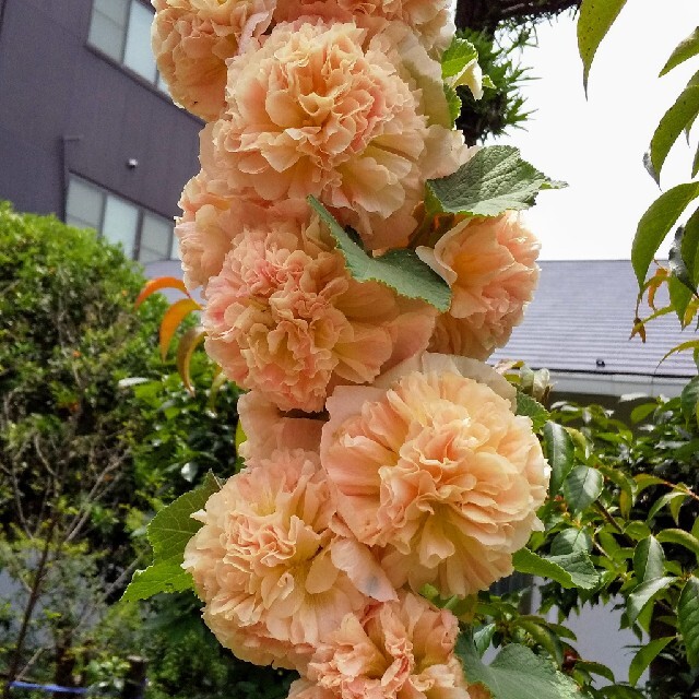 ホリホック  八重 オレンジ系  種 ハンドメイドのフラワー/ガーデン(その他)の商品写真
