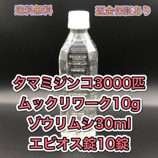 タマミジンコ飼育水 培養セット めだか、ベタ、金魚等の餌 稚魚に(ペットフード)