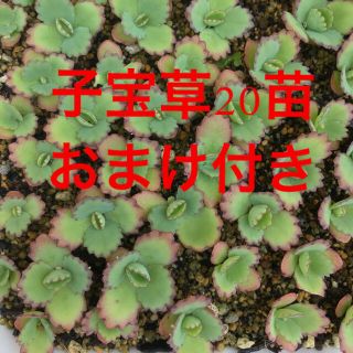 多肉植物　子宝草　20苗＋おまけ付き(その他)