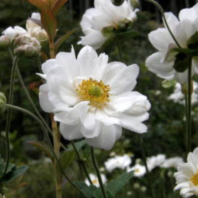 八重咲きシュウメイギク　種　20粒 ハンドメイドのフラワー/ガーデン(その他)の商品写真