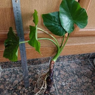 観葉植物 クワズイモ 大1株 抜き苗 ⑤(プランター)