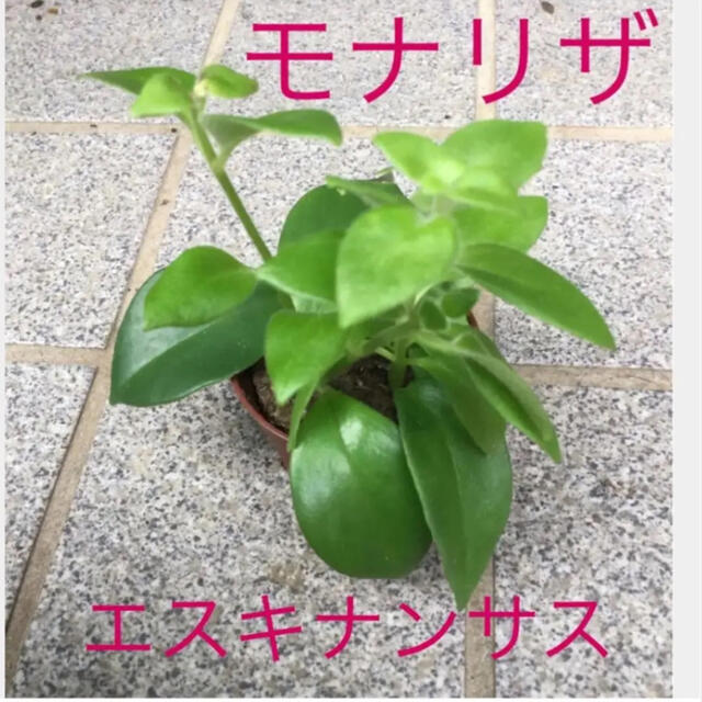 観葉植物　多肉植物　エスキナンサス モナリザ  抜き苗