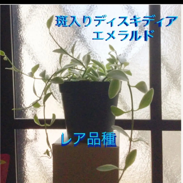 レア多肉植物　斑入りディスキディア　エメラルド　抜き苗