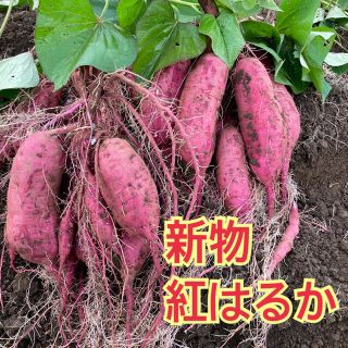 【SALE】甘いさつまいも　サツマイモ　　【霧島 紅はるか】　5キロ　［送料込］(野菜)