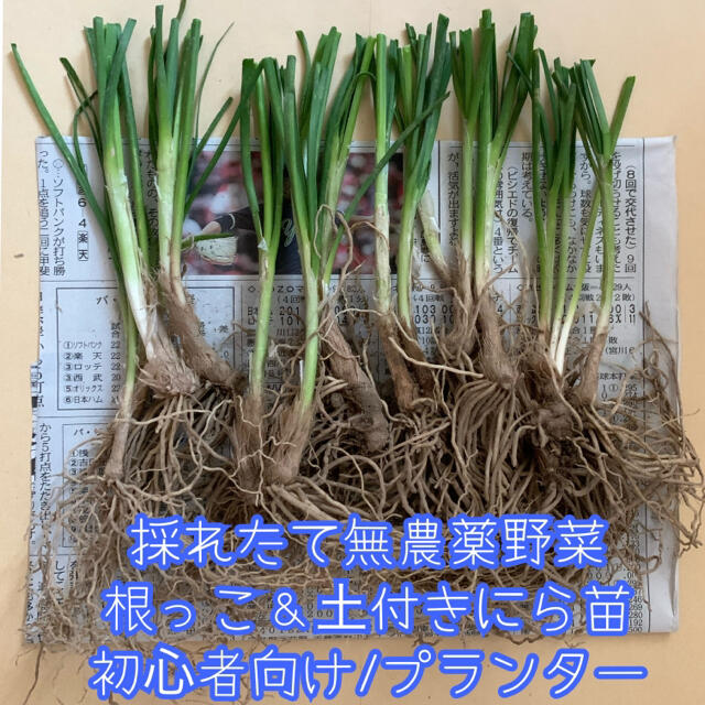 限定価格！無農薬野菜＊根っこ&土付きにら苗＊初心者向け＊お試し＊ネコポス＊ 食品/飲料/酒の食品(野菜)の商品写真