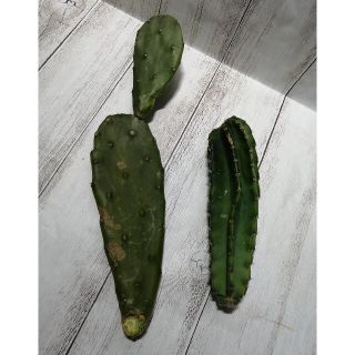 サボテン🌵セット　ウチワサボテン、鬼面角カット苗(その他)