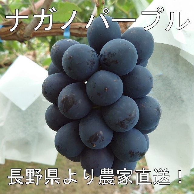 農家直送 ナガノパープル 8パックセット (350g×8個) 長野県産 食品/飲料/酒の食品(フルーツ)の商品写真