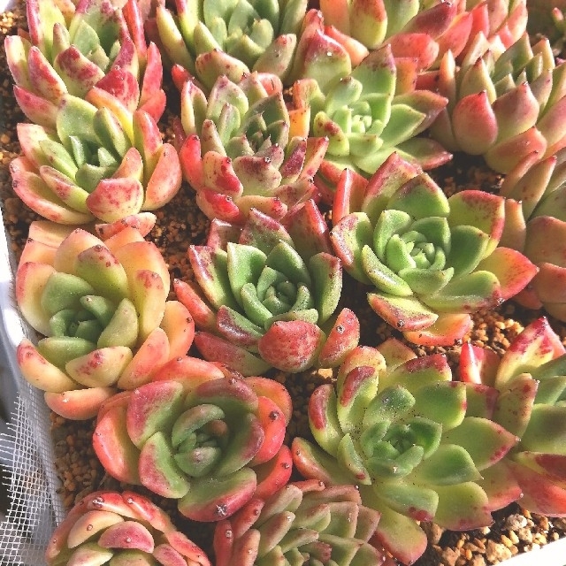 血吹雪(｡•̀ᴗ-)✧韓国苗　エケベリア　レッドジェイド　多肉植物 ハンドメイドのフラワー/ガーデン(その他)の商品写真