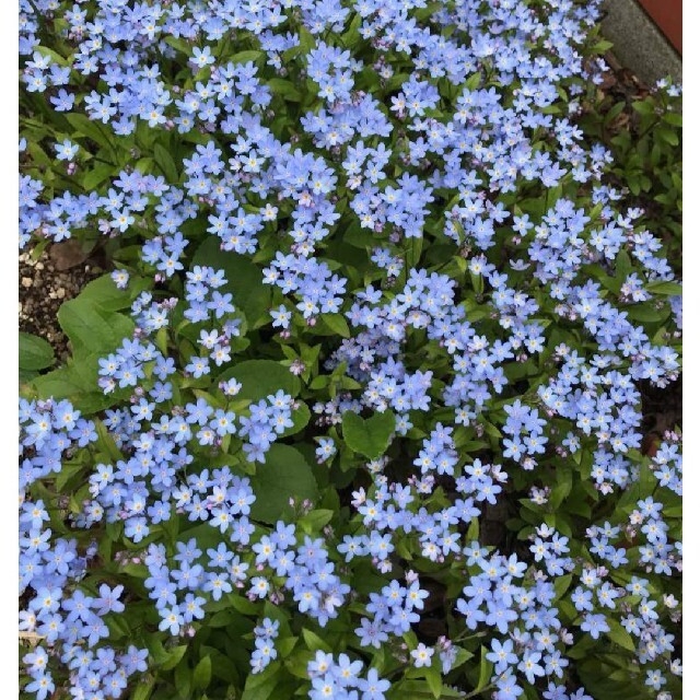 [種子]忘れな草①(ライトブルー・ローズ・白)20粒 ハンドメイドのフラワー/ガーデン(その他)の商品写真
