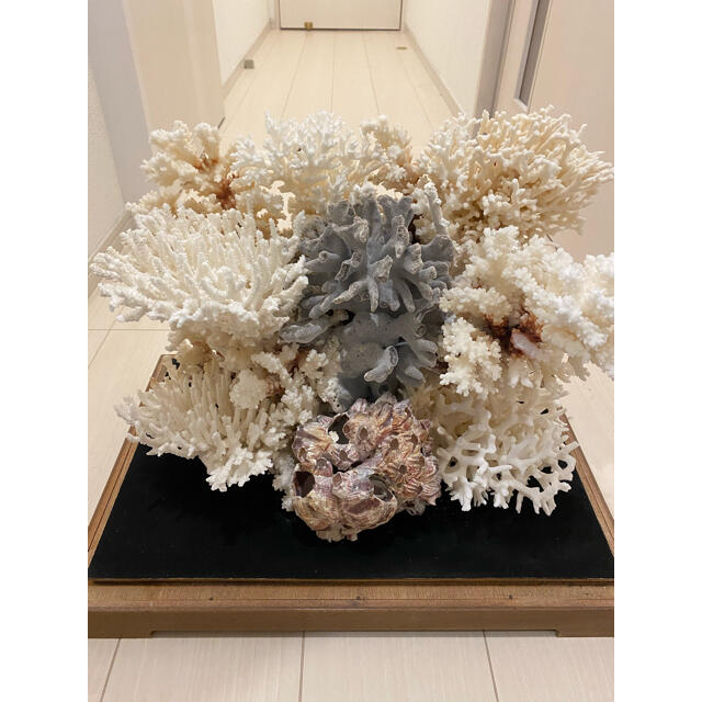 特大 サンゴ ショーケース 置物 宝石珊瑚 オブジェ | フリマアプリ ラクマ