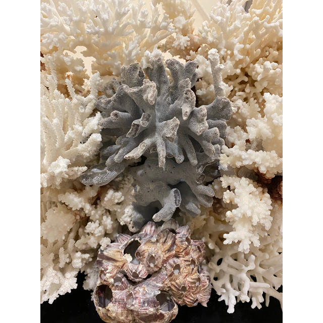 特大 サンゴ ショーケース 置物 宝石珊瑚 オブジェ
