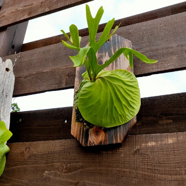 ビカクシダ リドレイ 焼き杉仕立て ハンドメイドのフラワー/ガーデン(その他)の商品写真