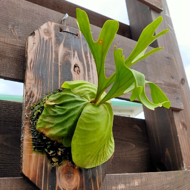ビカクシダ リドレイ 焼き杉仕立て ハンドメイドのフラワー/ガーデン(その他)の商品写真