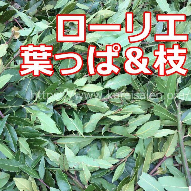 manaさん専用■無農薬 ローリエ 月桂樹 葉っぱ＆枝30本 食品/飲料/酒の食品(調味料)の商品写真