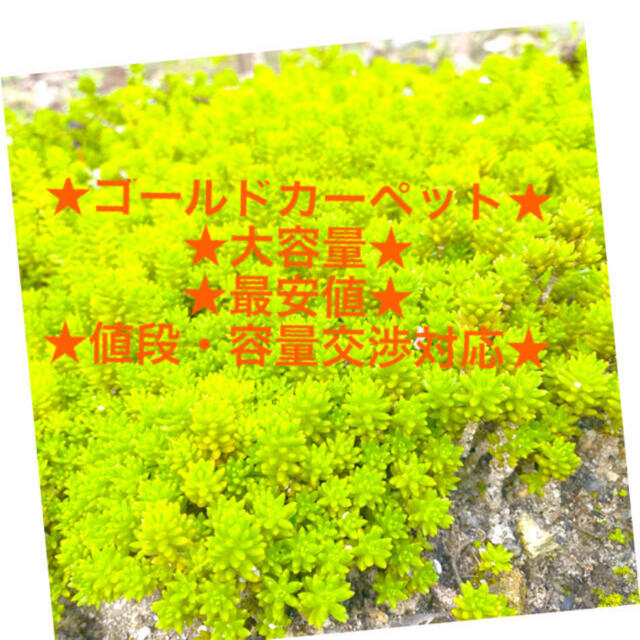 ⭐︎★⭐︎セダム多肉植物⭐︎★⭐︎ ハンドメイドのフラワー/ガーデン(その他)の商品写真