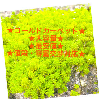 ⭐︎★⭐︎セダム多肉植物⭐︎★⭐︎(その他)