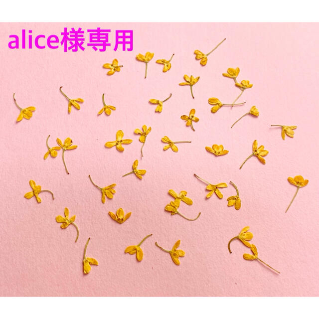 ♡alice様専用♡押し花素材♡ ハンドメイドの素材/材料(各種パーツ)の商品写真