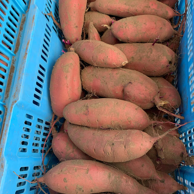 注文殺到!熊本産《極甘小さめ早生みかん》S〜3Sサイズ!5k箱満杯かめまる食堂y