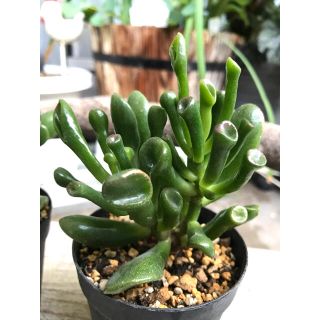 多肉植物　ゴーラム　1ポット抜き苗　小(その他)