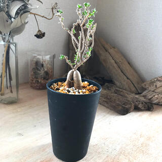 トリコディアデマ　姫紅子松　鉢付き　コーデックス　塊根植物(プランター)