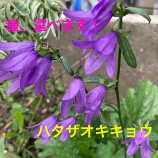 種　選べる花の種子②　宿根草　耐寒性　エキナセア(その他)