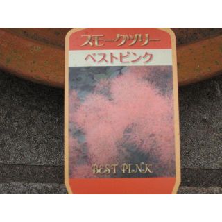 スモークツリー　ベストピンク　コンパクトな大きさになります(プランター)