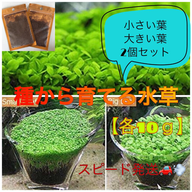 種から育てる水草 水草の種10g 魚用品 | wildfusions.com