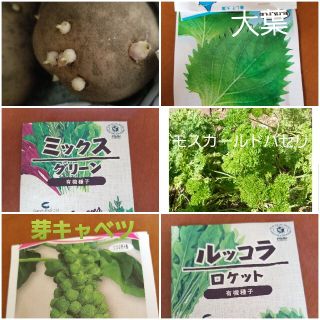 種 種芋 まとめ売り★じゃがいも ルッコラ サラダ菜 しそ パセリ 芽キャベツ (プランター)