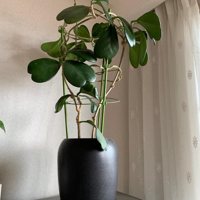 ホヤ　観葉植物