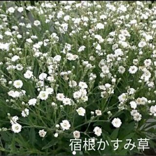 宿根かすみ草  100粒以上  白花  種(その他)