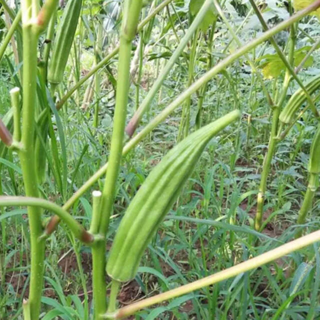 ★80サイズ★ 無農薬新鮮野菜果物+新潟米セット 10種類 食品/飲料/酒の食品(野菜)の商品写真