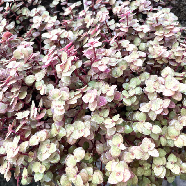 カリシアレペンス(桜色カリシア)カット苗 ハンドメイドのフラワー/ガーデン(その他)の商品写真