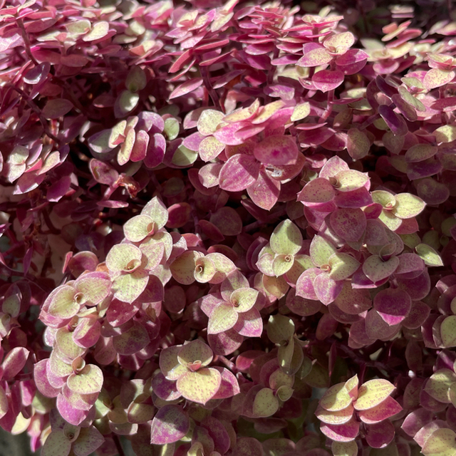 カリシアレペンス(桜色カリシア)カット苗 ハンドメイドのフラワー/ガーデン(その他)の商品写真
