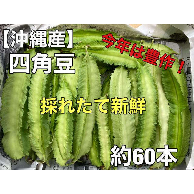 今年は豊作！早い者勝ち！沖縄産 うりずん 四角豆 約60本 食品/飲料/酒の食品(野菜)の商品写真