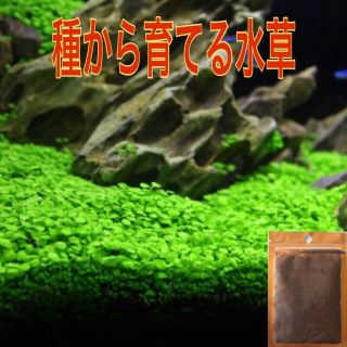 種から育てる水草【大きい葉】おためし5g(アクアリウム)