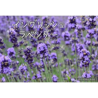 花の種　ラベンダー 種 イングリッシュラベンダー  ラベンダーの種 ハーブの種(ドライフラワー)