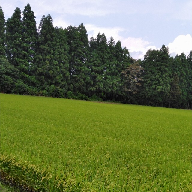 令和3年産栃木県特一等米コシヒカリ30キロ玄米無農薬にてつくたお米 ... 令和3年産栃木県特一等米コシヒカリ玄米10キロ無農薬にて作り上げた自慢のお米です