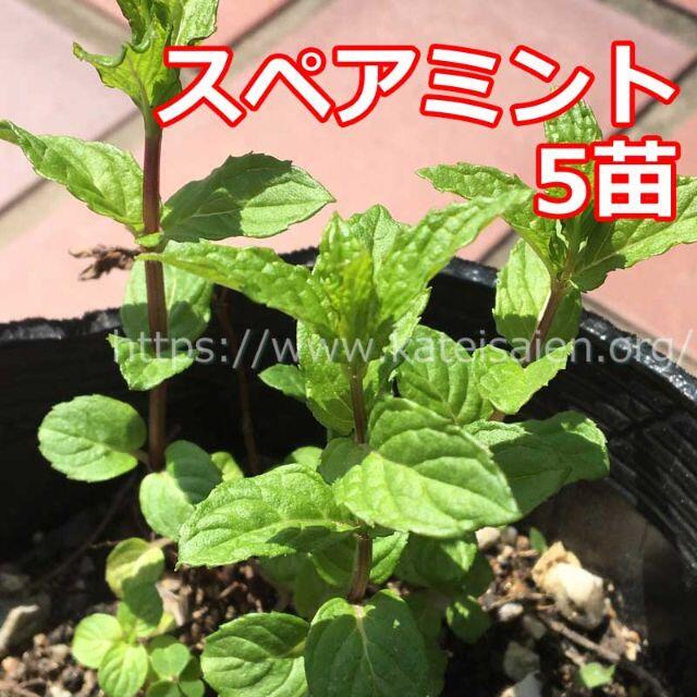 ■スペアミント苗 5株セット ハーブ野菜苗☆無農薬栽培♪ ハンドメイドのフラワー/ガーデン(その他)の商品写真