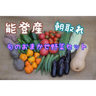 能登産　朝取れ　おまかせ野菜セット　(野菜)