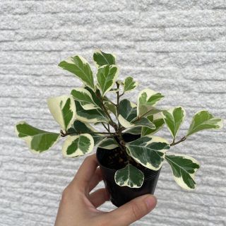 【観葉植物】フィカス トライアンギュラリス バリエガータ(その他)