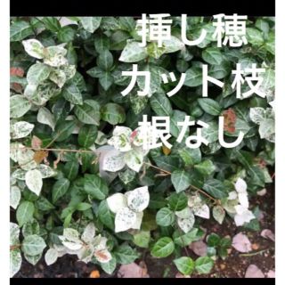 (ᵔᴥᵔ)ハツユキカズラ♡挿し穂♡寄せ植え　カラーリーフプランツ（初心者(その他)