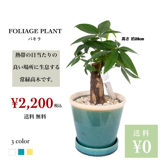 観葉植物　パキラ ハンドメイドのフラワー/ガーデン(その他)の商品写真