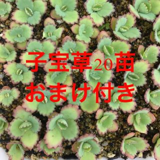 多肉植物　子宝草　20苗＋おまけ付き(その他)