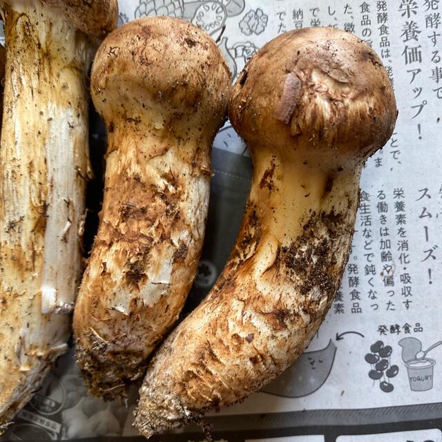 める様、専用ページです!の通販 by yu's SHOP|ラクマ