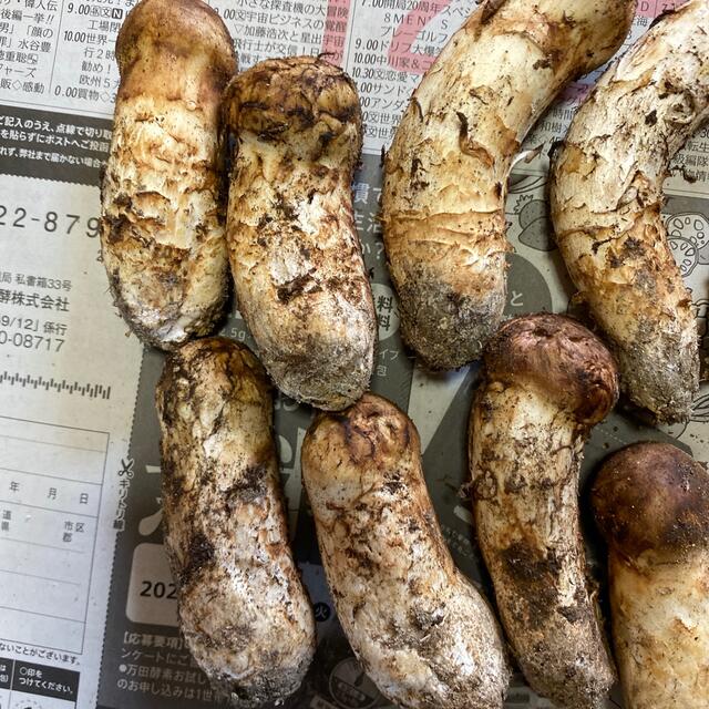 本日収穫、松茸 食品/飲料/酒の食品(野菜)の商品写真