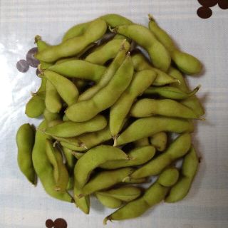 北海道産　もぎたて枝豆　農家直送(野菜)