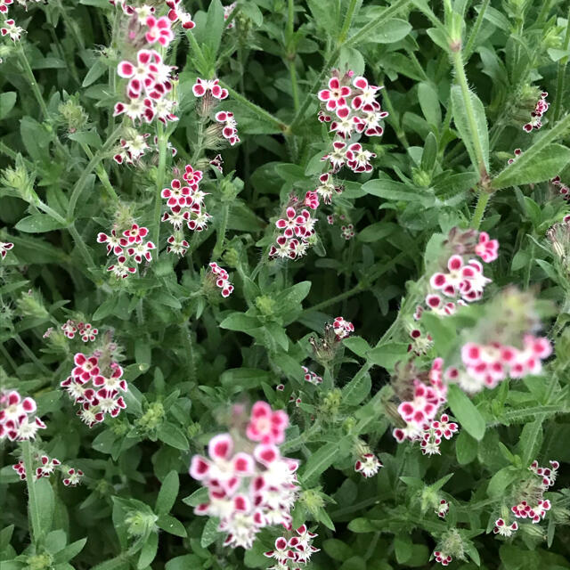 花の種【シレネホワイトキャンピオン・シレネガリカ・宿根アマ・千鳥草】各100粒 ハンドメイドのフラワー/ガーデン(その他)の商品写真