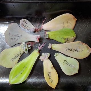 多肉植物◎葉挿しセット　葉ざし　葉さし(その他)